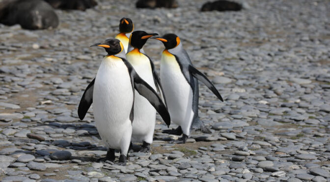 pinguino acquario di genova