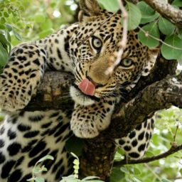 gattopardo africano zoo