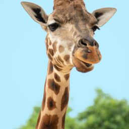 giraffa zoo