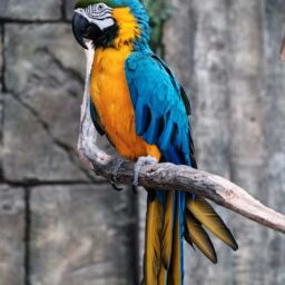 pappagallo zoo