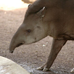 tapiro zoo