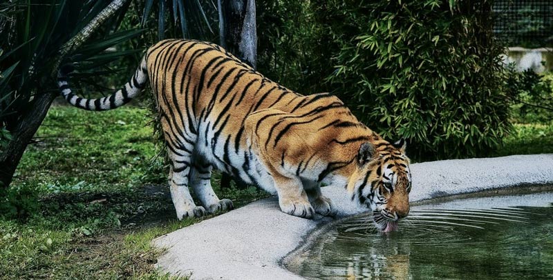 zoo napoli tigre