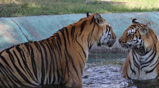 Tigri safari park
