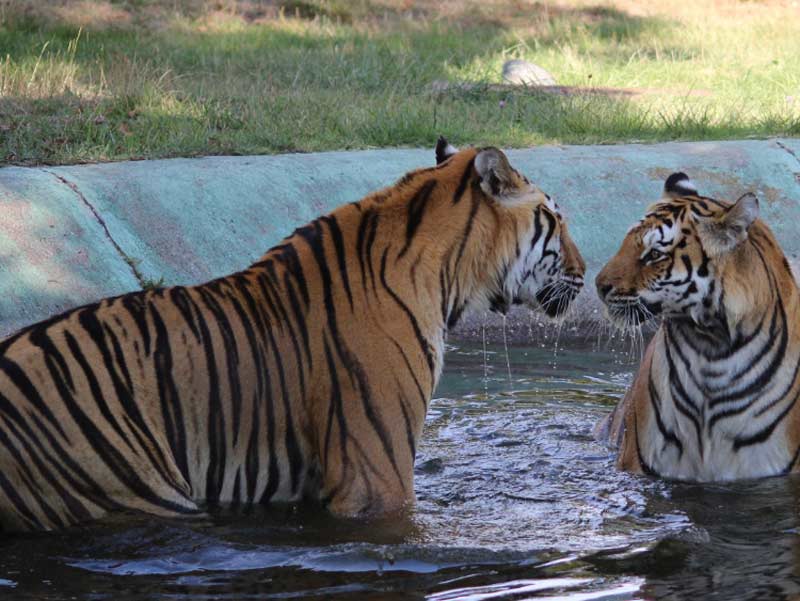 Tigri safari park