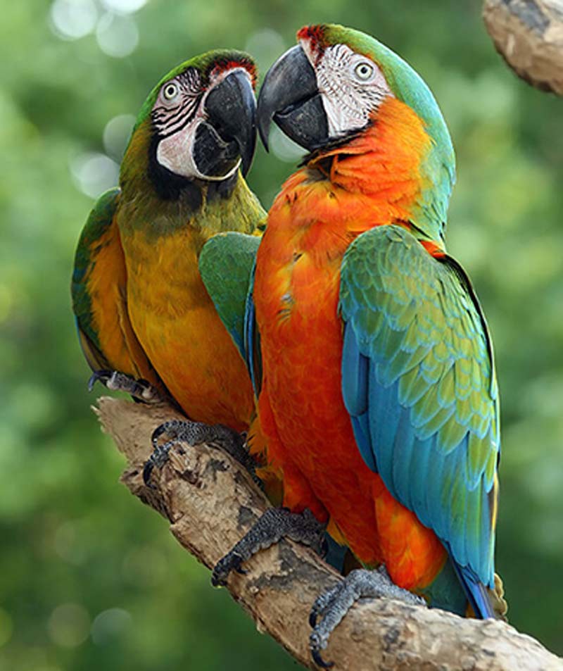 pappagalli safar park